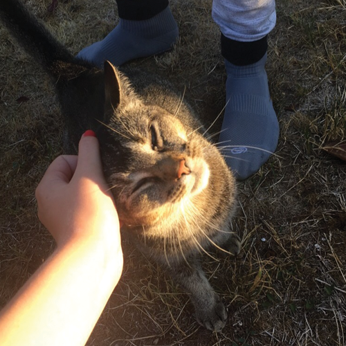 LoveCats Love