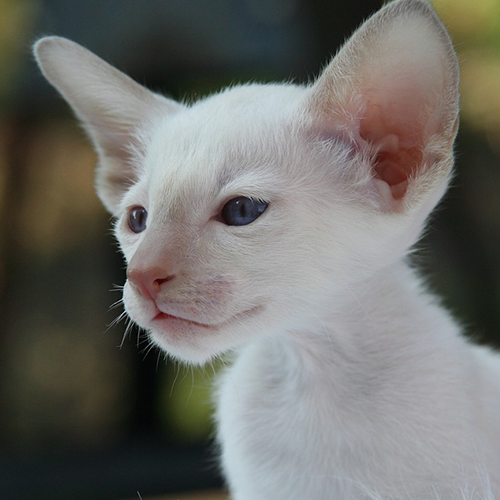 Derniers LoveCats