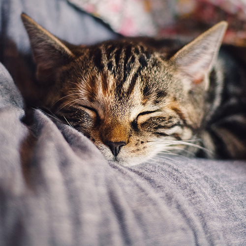Derniers LoveCats