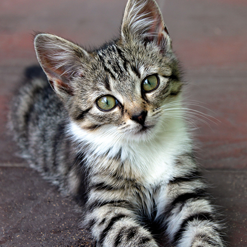 Derniers LoveCats