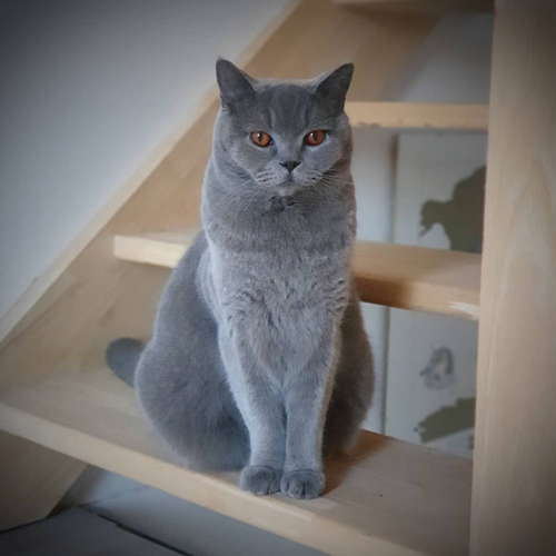 Derniers LoveCats