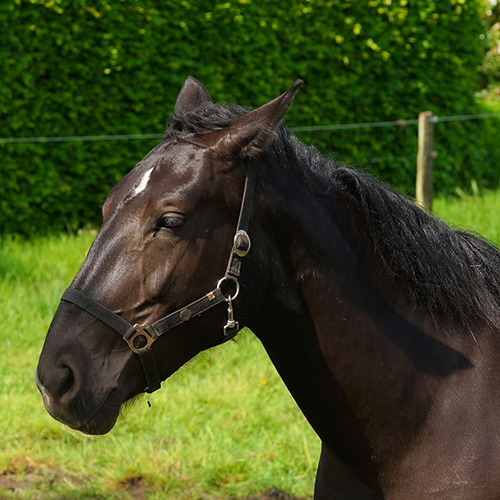 lovehorses Love