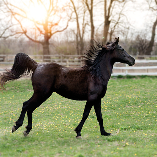 Derniers LoveHorses