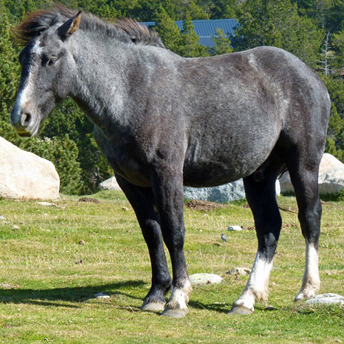 Derniers LoveHorses