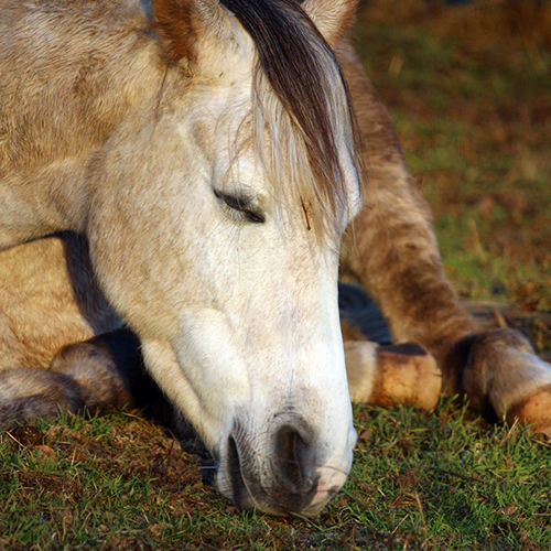 Derniers lovehorses